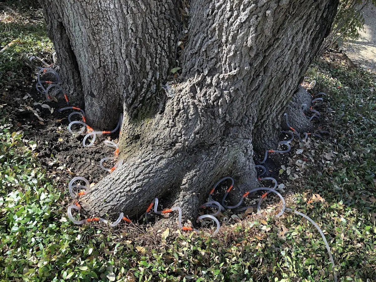 Detailed Tree Cabling and Bracing job site in Gate City